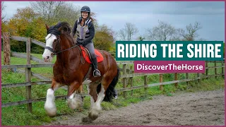 Riding the Shire Horse in England!