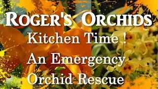 Kitchen Time! - An Emergency Orchid Rescue