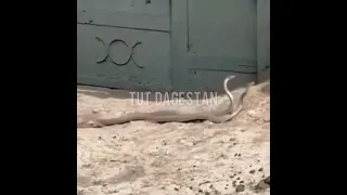 В Табасаранском районе засняли вот таких змей возле ворот ТУТ ДАГЕСТАН