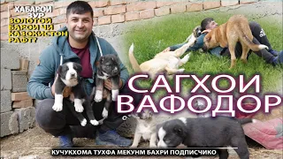 САГХОЕКИ ШУМО МЕХОСТЕМ МАРДУМИ ВОЛКАДАВЧИКХО