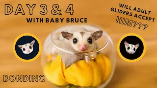 Day 3 & 4 with NEW BABY sugar glider + introducing him to the adult gliders