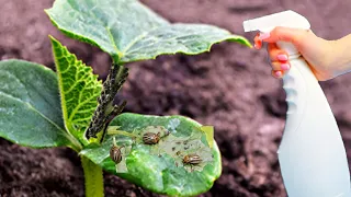 Sweet potatoes will be gone forever! The best natural insecticide for control