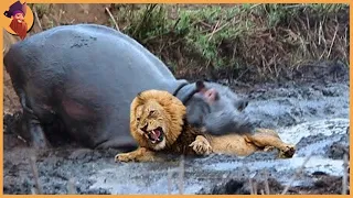 Lion King Almost Lost Their Lives Because They Dared To Attack  Wide-Mouthed Hippo, Rhino, Elephant