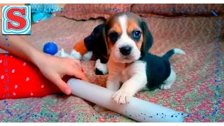 A dream come true Beagle Puppy Present day Sonia birthday