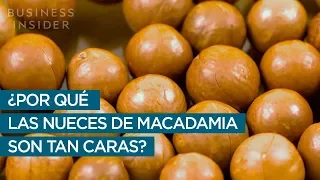 ¿Por qué las nueces de Macadamia son tan caras?