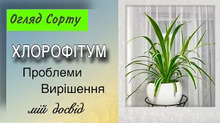 Пишний #Хлорофітум . Мій Секрет Вирощування .