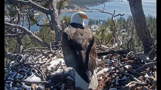 April 15, 2024 Shadow delivers one stick; Fiona and a peregrine falcon visit at different times