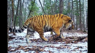 Large and muscular Amur tiger T38 M.