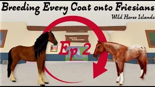 Ep 2 of Breeding Every Coat onto Friesians - Wild Horse Islands