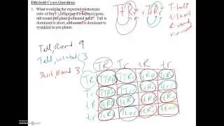 Monohybrid and Dihybrid Crosses Solved