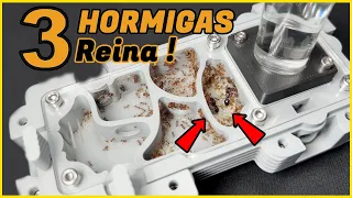 MILLONES DE HORMIGAS 🤯 no clickbait