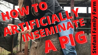 How to Artificially Inseminate (AI) a Pig - Breeding our Pig