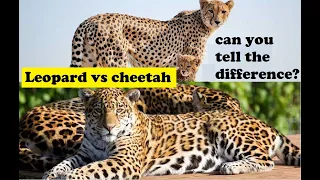 The difference Between a Cheetah and a Leopard