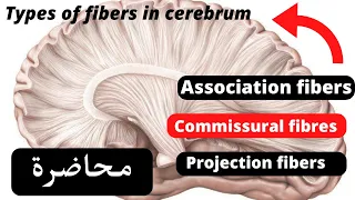 White matter of the cerebrum