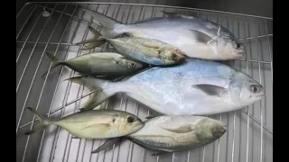 Back to Pompano Jigging this Week in Skyway Bridge South Pier #pompano #pompanofishing