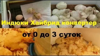 Индейка Хайбрид конвертер. Вывод и 1-3 сутки. Первый опыт