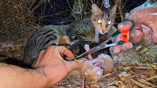 Mother cat calls for help, the newborn kittens crying, episode 1