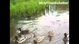 2014 Top 5 Funny Cats In Water Compilation