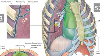 Mediastinum 2