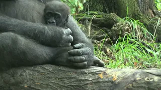 A Bronx Zoo Gorilla with her Baby Gorilla 0n August 5 2014