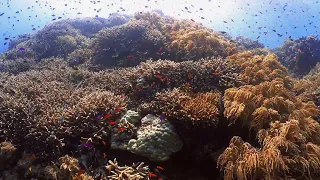 Highlight of Tubbataha Reef, UNESCO, world heritage site - 4K Video