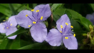 Native Wildflower Gardening, July