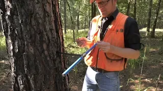 Ranger Nick: Determining the Age of a Tree Without Cutting It Down