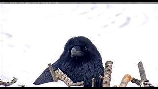 Raven visits Hellgate nest with up close views 11/ 30/2019