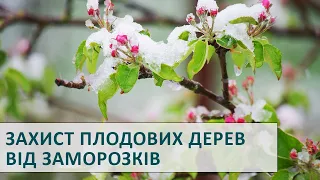 Біопрепарат для захисту плодових дерев від заморозків.