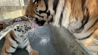Тигры делят бассейн !