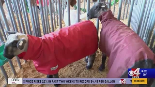 Valley students showcase their best livestock