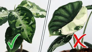 DON'T DO THIS! Low Light Houseplants DO's and DON'TS!