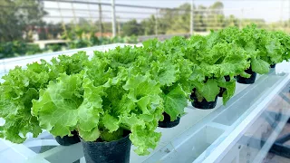 This might be the fastest and easiest way to grow lettuce you've ever seen