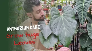 Anthurium Care | Grow big leaves Fast | Grow Anthuriums Fast