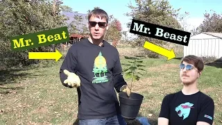 Mr. Beat Plants a Tree for Mr. Beast #teamtrees