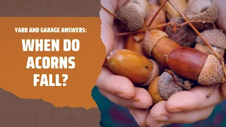 When Do Acorns Fall from Oak Trees? (Tree Facts)