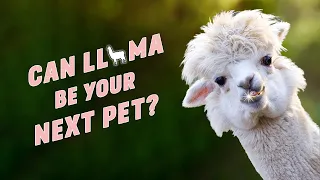 Can Llama be Your Next Pet?