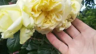 Плетистая роза Эльф