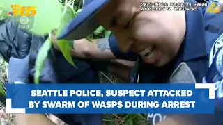 Carjacking suspect, Seattle police officers stung by wasps during arrest
