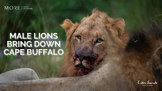 Not for Sensitive Viewers | 7 Male Lions on a Kill | Lion Sands Tinga Lodge | South Africa