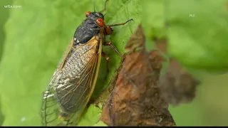 Can eating a cicada make you sick? Well, it depends