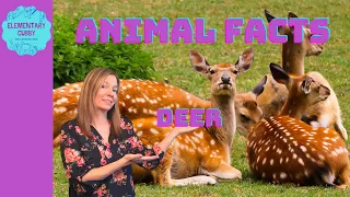 Facts About Deer