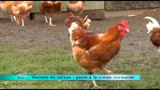 19/11/2014 Recette de saison : poule à la crème normande