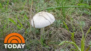 Did Australian woman intentionally serve poisonous mushrooms?