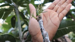 3 Ideas To Grafting Mango Trees