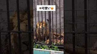 日本に2頭しかいないインドライオン🦁に会ってきた💕#野毛山動物園 #ラージャー#インドライオン