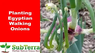 Planting Egyptian Walking Onions