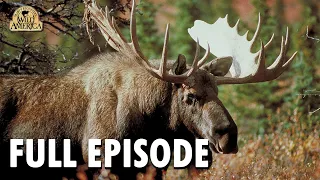 Wild America  | S10 E6 'Managing Wildlife' | Full Episode | FANGS