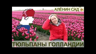 ГОЛЛАНДИЯ / Парк тюльпанов Кёкенхоф