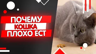 Почему кошка плохо ест, мало ест, нет аппетита у кошки